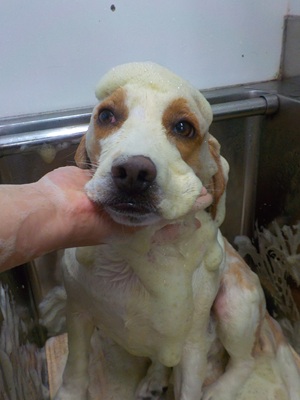 ハーブ泡.。o○