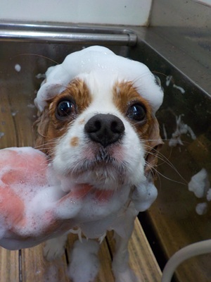 あわのせ~.。o○