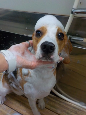 あわあわ.。o○