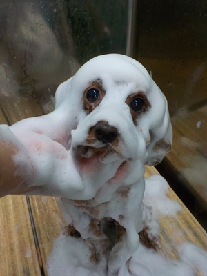 泡パック.。o○