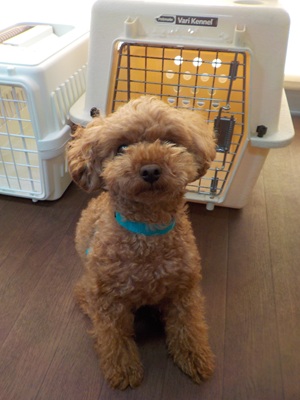 頑張れるかな…