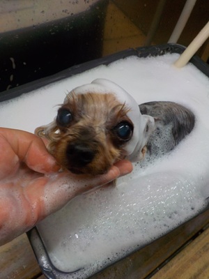 あわあわ.。o○