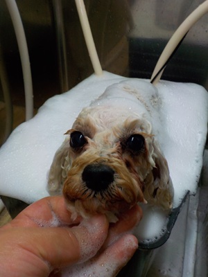 きれいにな～れ♪