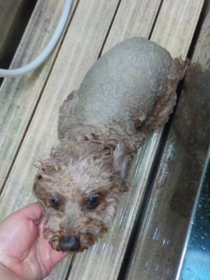 いつものパック~