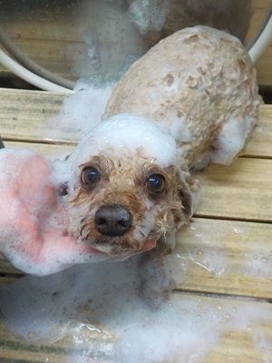 あわあわ.。o○