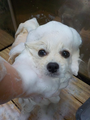 あわあわ.。o○