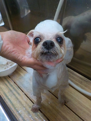 あわのせ~.。o○