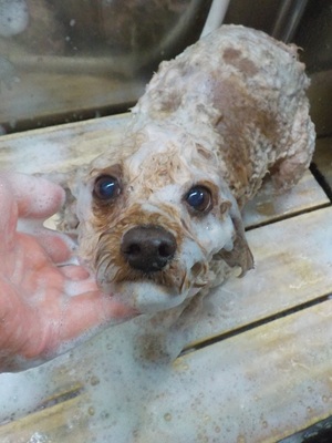 泡まみれ○o。.