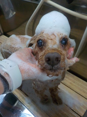 あわあわ.。o○