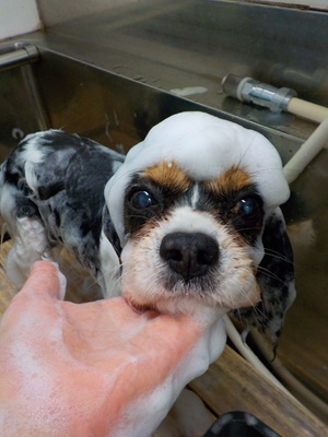 あわのせ~.。o○