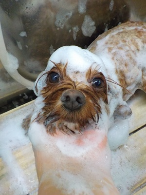 あっわあわ.。o○