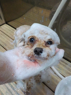 泡まみれ○o。.