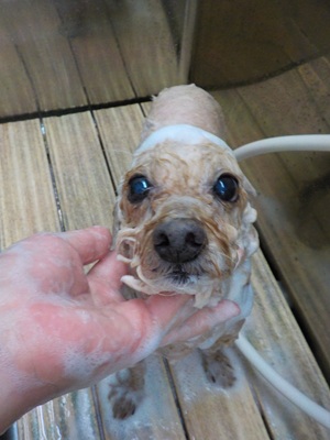 きれいにな~れ✨