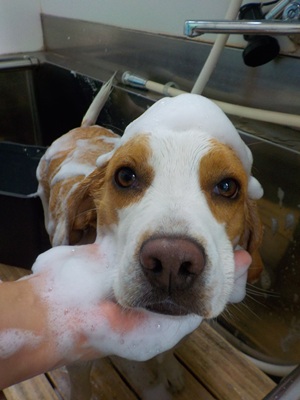 あわあわ.。o○