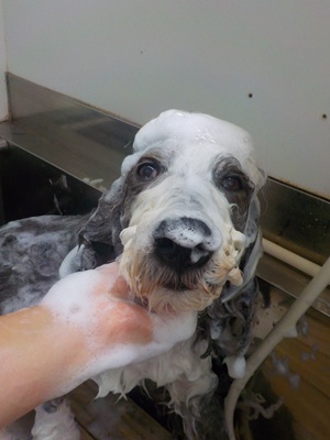 あわあわ.。o○