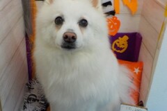 真っ白ふわふわ♪