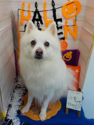 真っ白ふわふわ♪