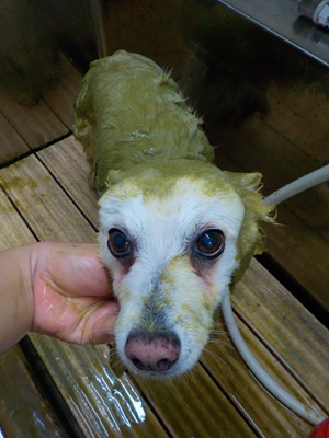 ハーブパック🌿