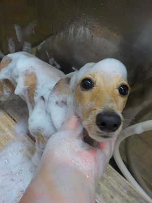 あわあわ.。o○