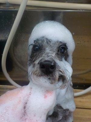 あわあわ.。o○