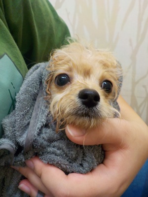 綺麗になりました！！