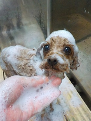 あわあわ.。o○