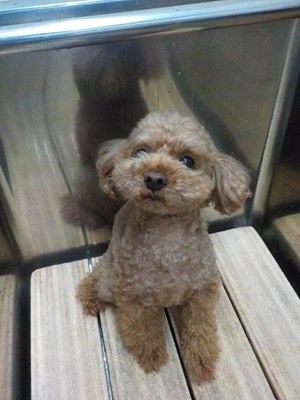 がんばれないよ～