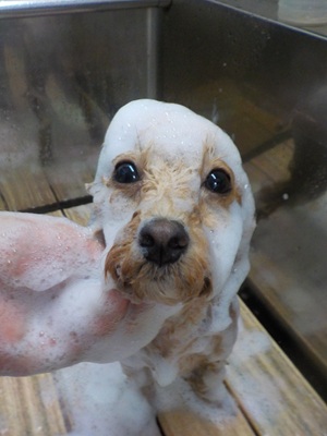 あわあわ.。o○