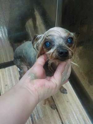 泥に変更だよ～