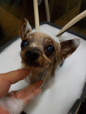 あわあわ.。o○