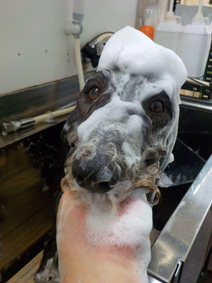 泡まみれ○o。.