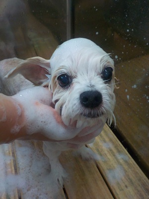 あわあわ.。o○