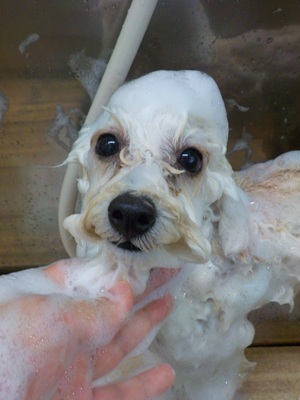 あわあわ.。o○