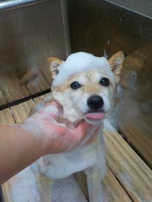 あわあわ○o。.