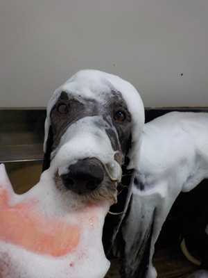 泡まみれ○o。.