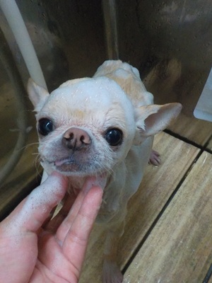 あわあわ○o。.