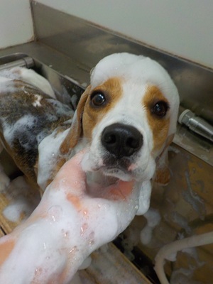 あわあわ○o。.