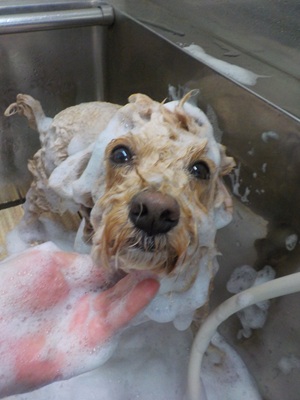 きれいにな~れ✨