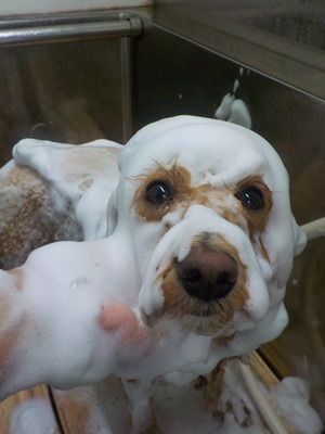 泡パック.。o○