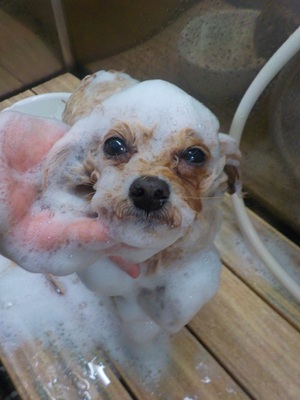 あわあわ○o。.