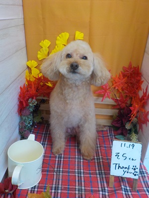 ふんわりモフモフ