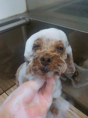 あわあわ.。o○