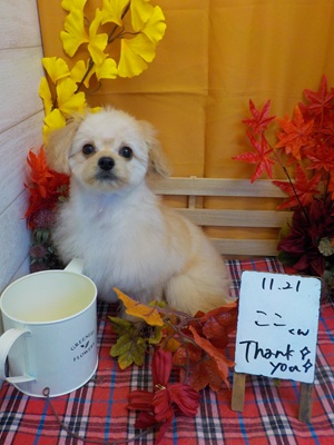 可愛くなっただろっ!!