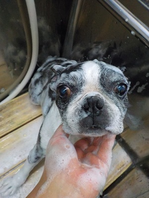 きれいにな~れ✨