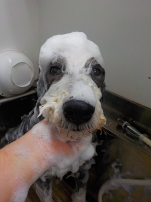 あわのせ~.。o○