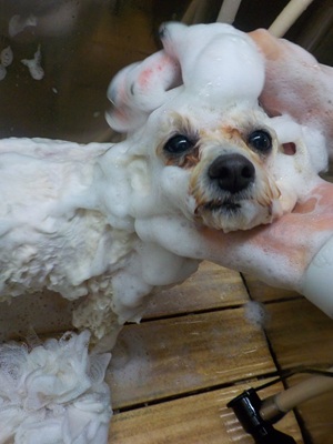 あわあわ○o。.