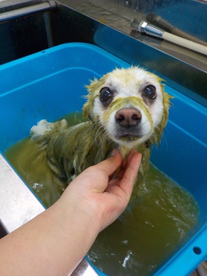 ハーブパック🌿