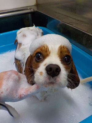 あわあわ○o。.