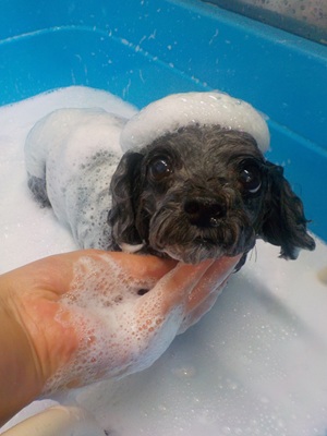 あわあわ○o。.