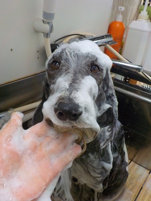 あわあわ.。o○